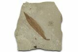 Fossil Leaf (Cedrelospermum) - Green River Formation, Utah #334181-1
